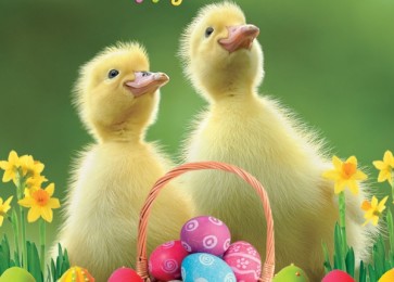 easter card happy easter chicks