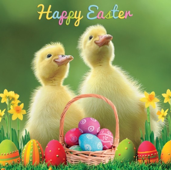 easter card happy easter chicks
